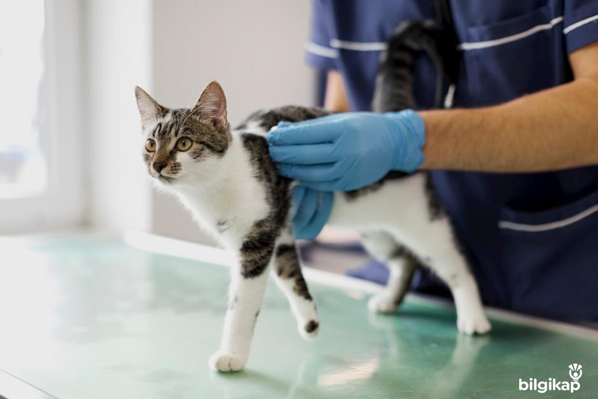 Kedilerin Sinir Sistemi  Evcil Hayvanlar Kedi Bakımı