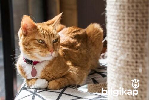 Kedilerin Tırnak Bileme Tahtası Evcil Hayvanlar Kedi Bakımı