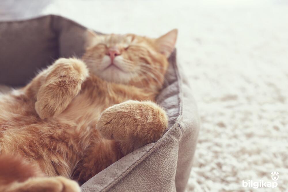 Kedilerin Yaşam Ortamları Nasıl Olmalıdır?, Kedilerin Yaşam Ortamları  Evcil Hayvanlar Kedi Bakımı