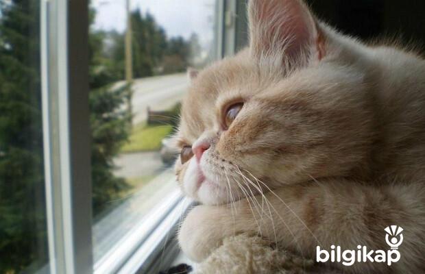 Kedim Bunalımda Mı?, Kedim Bunadı Mı?  Evcil Hayvanlar Kedi Bakımı