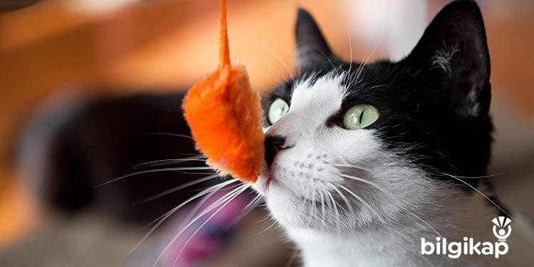 Kedilerin Her Şeyi Koklaması, Kedide Koku  Evcil Hayvanlar Kedi Bakımı
