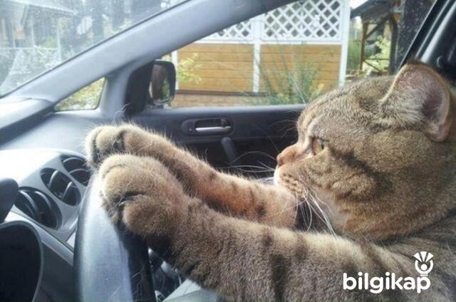 Kedimle Yolculuk, Kedilerle Yolculuk Yapmak  Evcil Hayvanlar Kedi Bakımı