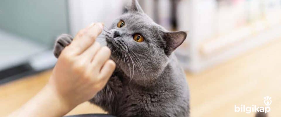 Kimler Kedi Beslemeli?, Kedi Beslemeli Miyim?  Evcil Hayvanlar Kedi Bakımı