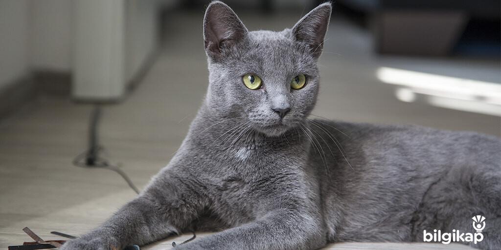 Akıllı Kediler  Evcil Hayvanlar Kedi Bakımı