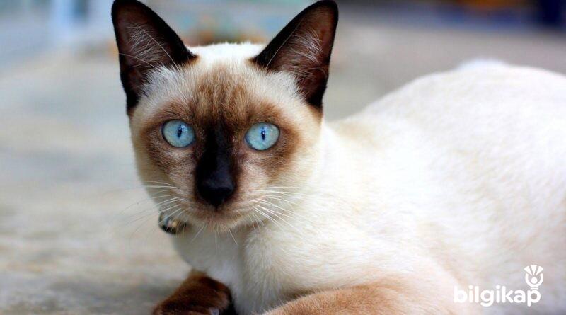 Siyam Kedileri Nankör Ve Bencil Midir?  Evcil Hayvanlar Kedi Bakımı