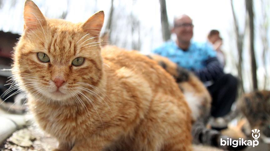Sokak Kedileri  Evcil Hayvanlar Kedi Bakımı