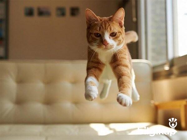 Uçan Kediler  Evcil Hayvanlar Kedi Bakımı