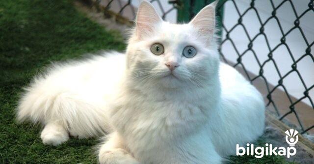 Van Kedisi Özellikleri, Van Kedisi Hakkında Tüm Detaylar  Evcil Hayvanlar Kedi Bakımı
