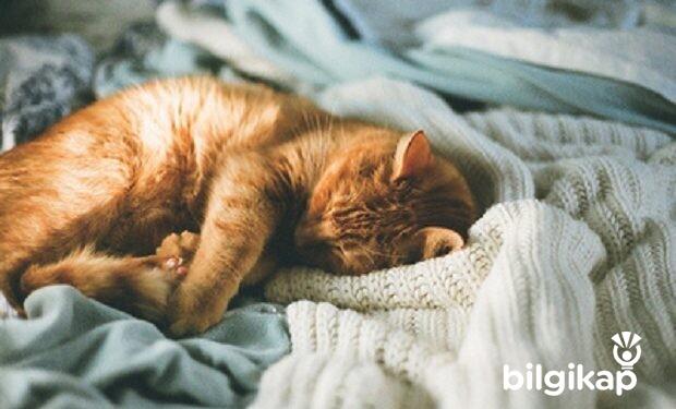 Yastığımı Kedim Kapıyor  Evcil Hayvanlar Kedi Bakımı
