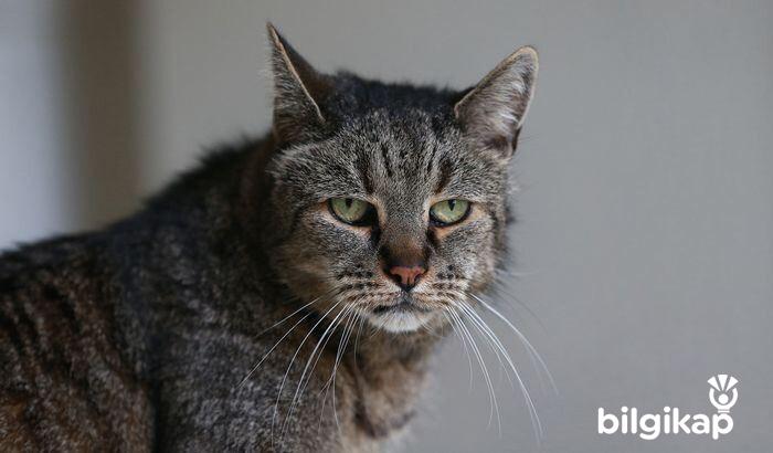 Kedilerde Oyuncağın Önemi  Evcil Hayvanlar Kedi Bakımı