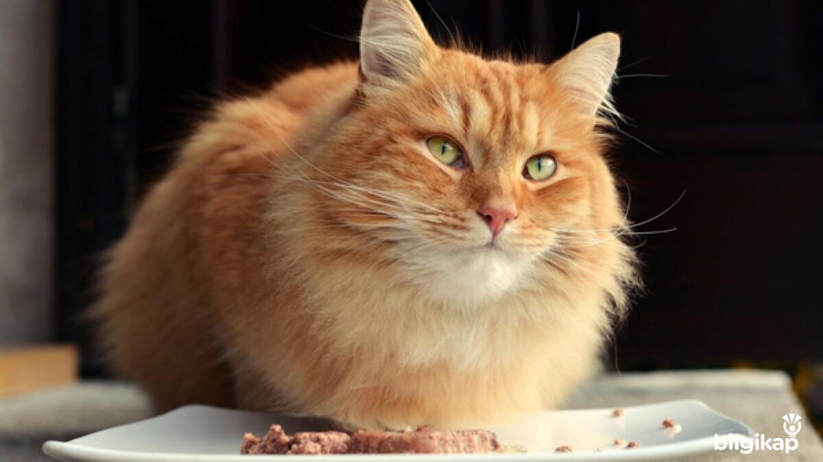 Yetişkin Kediler Ne Yer?, Yetişkin Kedi Beslenmesi  Evcil Hayvanlar Kedi Bakımı