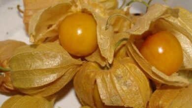 Arabistan Kirazı Nedir? Arabistan Kirazının Faydaları Nelerdir?  Şifalı Bitkiler