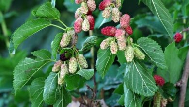Dut Ağacı Nedir? Dut Ağacının Faydaları Nelerdir?  Şifalı Bitkiler