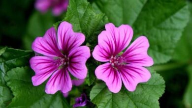 Ebegümeci Bitkisi Nedir? Ebegümeci Bitkisinin Faydaları Nelerdir? Şifalı Bitkiler