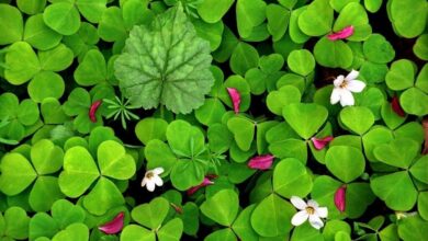 Ekşi Yonca (Oxalis Acetosella) Nedir? Ekşi Yonca (Oxalis Acetosella) Faydaları Nelerdir? Şifalı Bitkiler