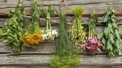 Her Bitki Şifalı mıdır? Şifalı Bitkiler