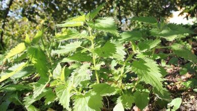 Isırgan Otu Nedir? Isırgan Otunun Faydaları Nelerdir? Şifalı Bitkiler