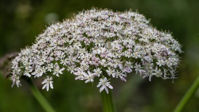 Tavşan otu nedir? Tavşan otu faydaları nelerdir?  Şifalı Bitkiler