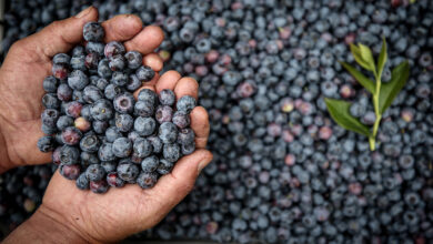 Yaban Mersini Nedir? Yaban Mersininin Faydaları Nelerdir? Şifalı Bitkiler