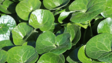 Yams Otu Nedir? Yams Otunun Faydaları Nelerdir? Şifalı Bitkiler