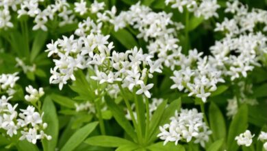 Yoğurt Otu Nedir? Yoğurt Otu Faydaları Nelerdir?  Şifalı Bitkiler